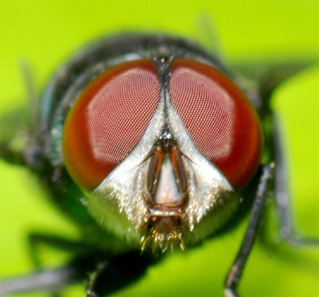 Impressive insect photos through macro techniques