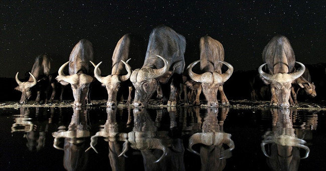 Impressive moment from the 2017 World Photography Competition