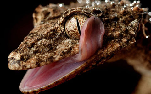 Impressive moment of animals