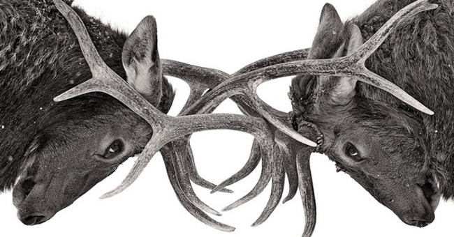 Impressive wildlife photos set for the 2015 National Geographic competition