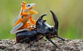 Impressive with the amazing 'riding' in the animal world