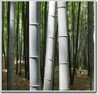 Improve fiber material from bamboo