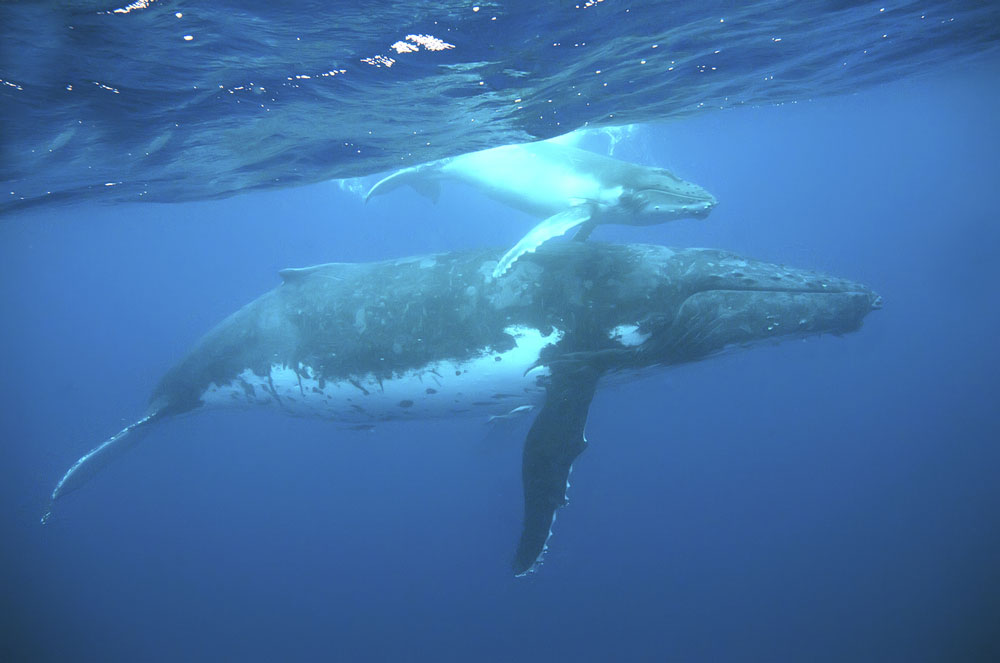 Improved combat helicopters thanks to ... whales