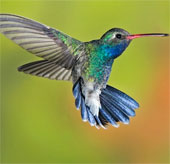 Improved hummingbird helicopters