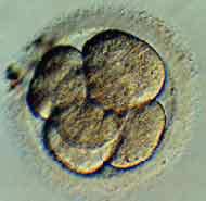 Improved mature cells mature