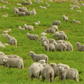 Improved wi-fi wave with sheep