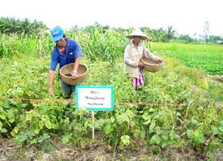 Improving fertility of rice intensive land - Prospective solutions