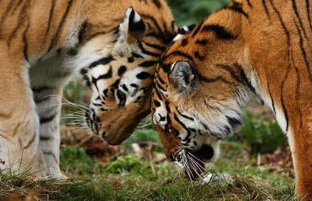 In 20 years, the world will not have tigers
