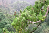 In 2014, Vietnam discovered 126 new species