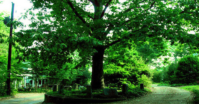 In America there is an oak tree