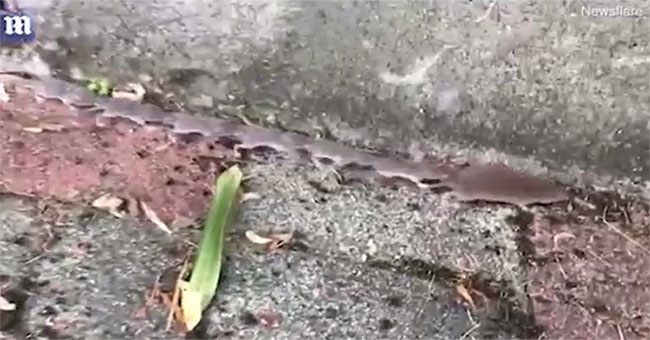 In awe, the rats suck up their tails when they search for food in order