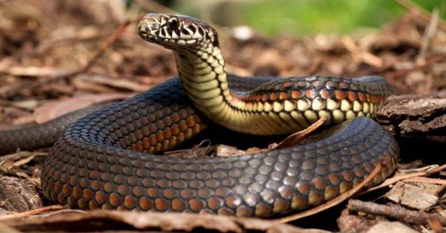 In fact, snakes often suffer from blindness in the summer