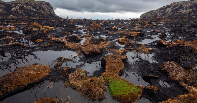 In just 25 years, we have destroyed 10% of the wild on Earth