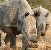 In just a few years, the rhino will become extinct