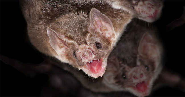 In Peru there is a species of bat