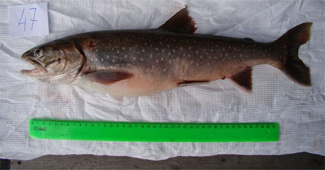 In Russia there is the most useful fish in the world