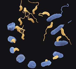 In the air there are more than 1,800 types of bacteria