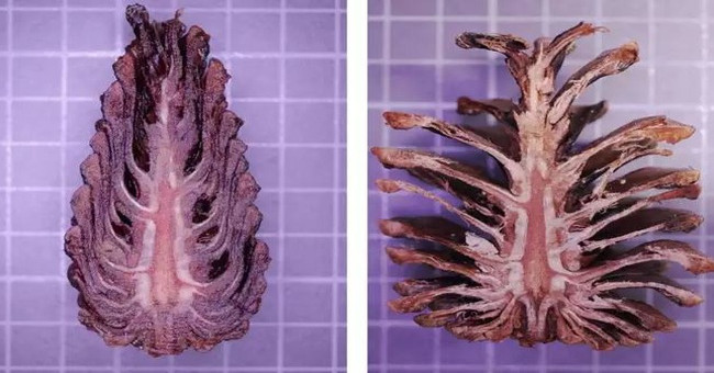 In the future, modern buildings can save electricity thanks to ... pine cones