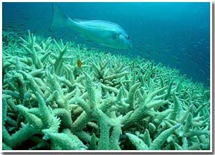In the middle of this century, the earth can run out of coral