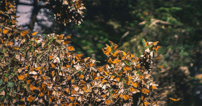 In the past year, thousands of butterflies have evaporated, but scientists do not know why