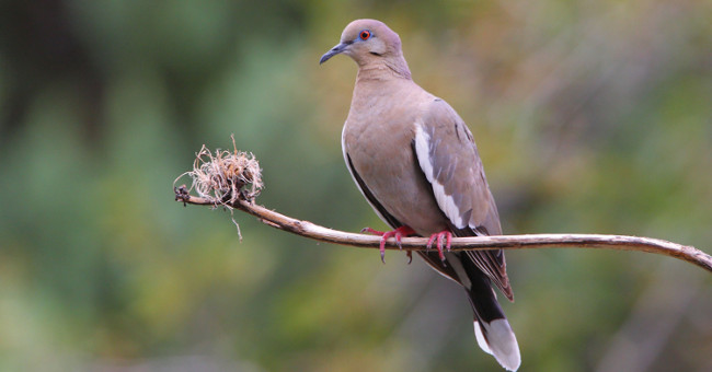 In the pigeon brain there is a 'space map', so you know where to fly