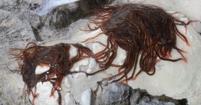 In this horror cave there is a creature that stunned scientists