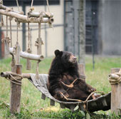 Inauguration of four areas for semi-natural bears