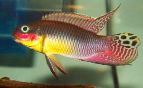 Inbreeding is beneficial for fish