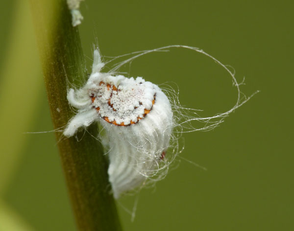 'Incest' insects
