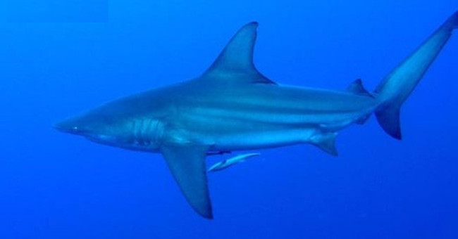 Incidentally: The caught shark in Quang Ninh is listed in Red Book
