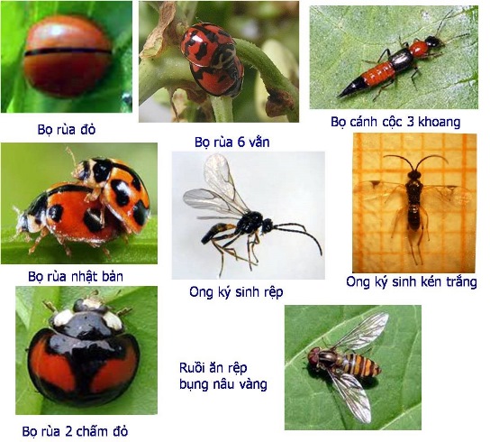 Increase productivity of green vegetables and clean with insects