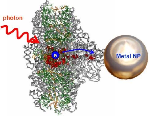 Increase The Efficiency Of Photosynthetic Reactions With Nanoparticles