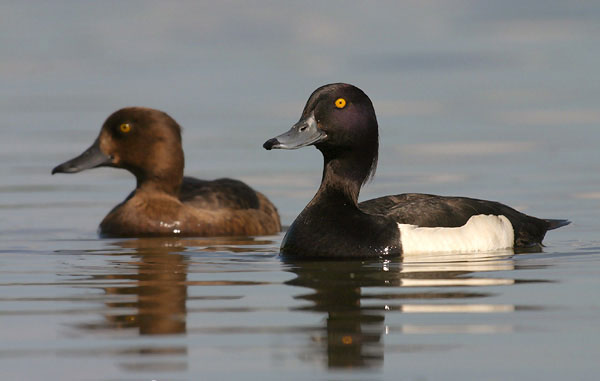 Increased temperatures make migratory birds late
