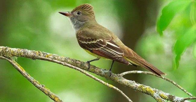 Increasing global temperatures change the shape of birds