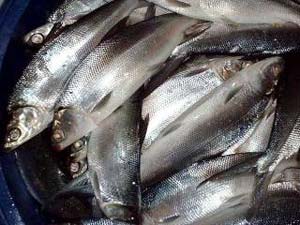 Increasing seafood poisoning is due to climate change