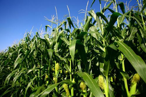 Increasing the rotation rotation will increase yields in a sustainable manner