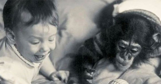 Incredible experiments accidentally turn babies into 'chimpanzees'