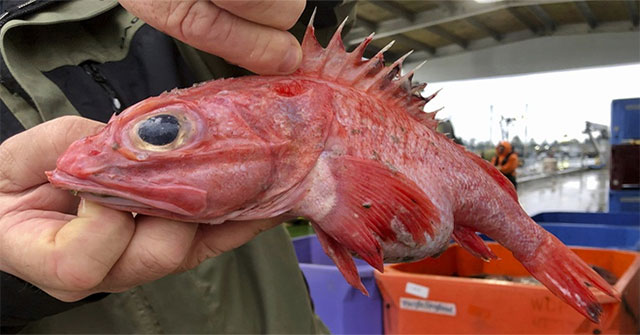 Incredibly miraculous in the waters of the West Coast of the United States