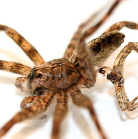Incredibly spider species die because of ...