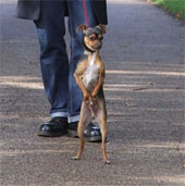 Incredibly, the dog likes to walk on both feet because he wants to make weasels