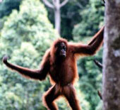 India: authorities 'go' to find the Forestman