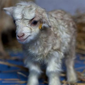 India: Cloned goats for rare wool