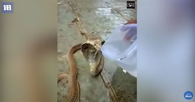India: Cobra is desperate for thirst, seeking villagers to ask for drinking water