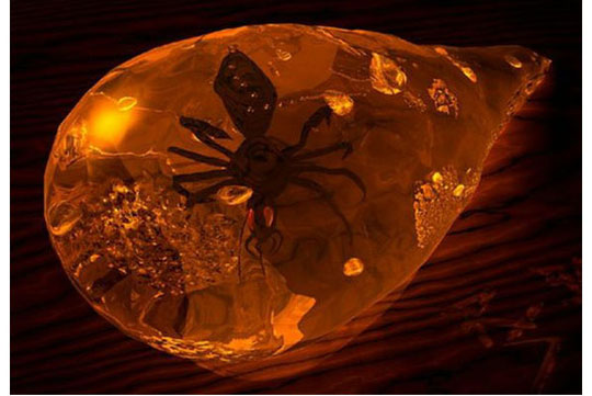India discovered amber plates dating back 50 million years