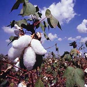 India: Genetically modified cotton yields are exaggerated