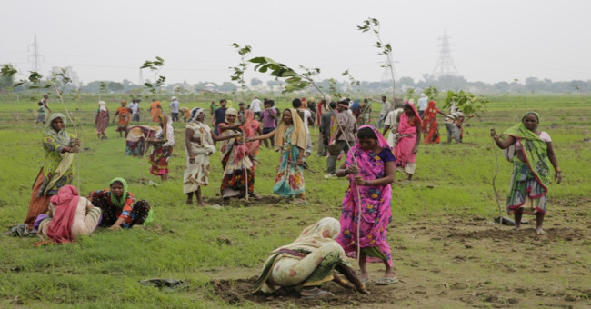 India grows 50 million trees in just one day