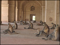 India 'headache' with wild monkeys