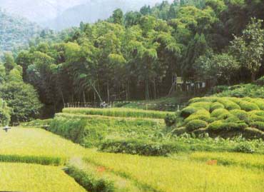 India produces electricity from bamboo