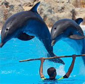 India recognizes dolphins as human rights