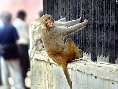 India: Sterilization for monkeys